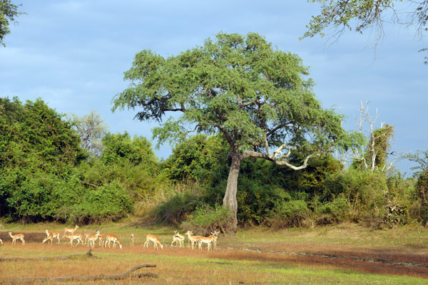 Impala, South Luangwa National Park
