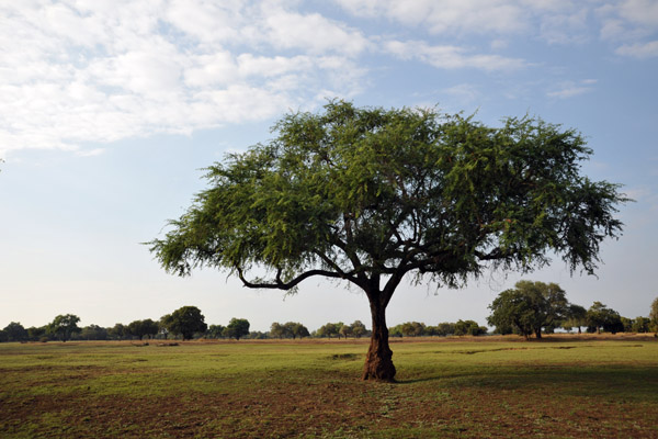 South Luangwa National Park