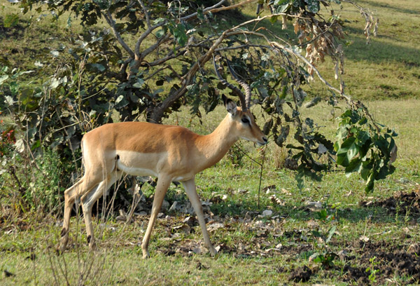 Impala, South Luangwa National Park