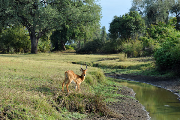 Puku by a stream, South Luangwa National Park