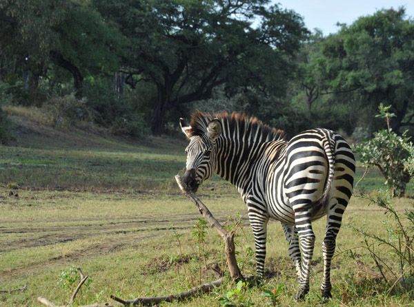 Zebra, South Luangwa National Park