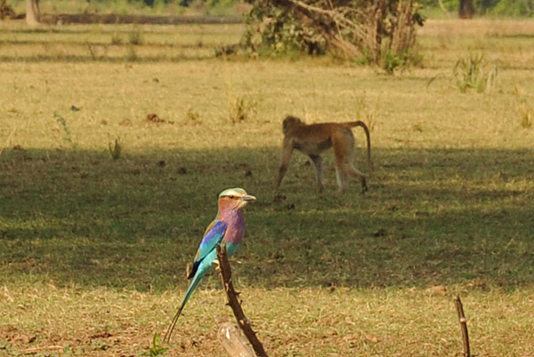 Lilac Breaster Roller, South Luangwa National Park