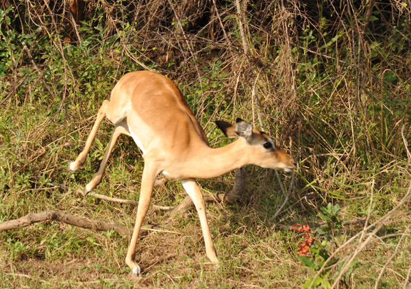 Disturbed impala, South Luangwa