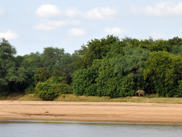 An elephant on the edge of the bush on the opposite bank of the Luangwa River, not far from the Bush Camp