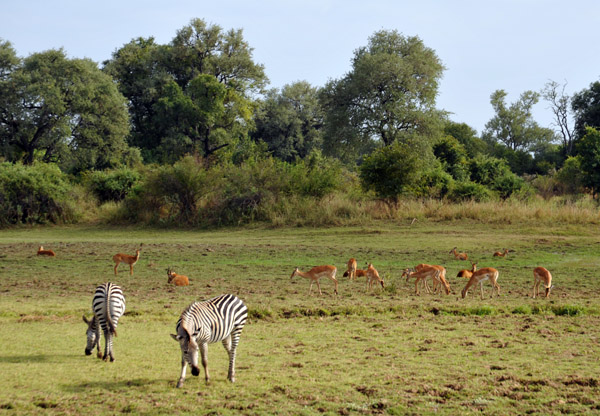 Zebra, impala and puku, South Luangwa