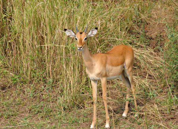 Young buck, South Luangwa National Park