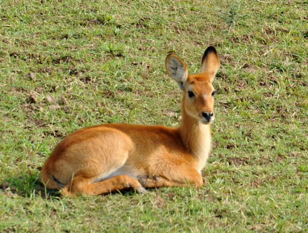 Baby puku, South Luangwa National Park