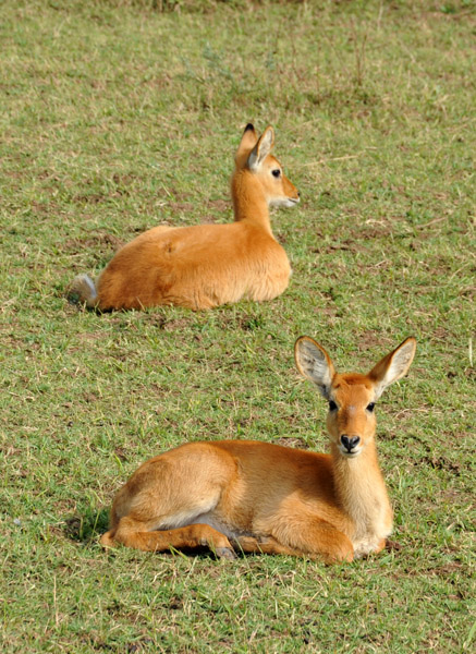 Puku, South Luangwa National Park