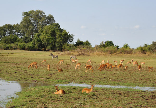 Mixed herd of zebra, puku and impala at a waterhole, South Luangwa