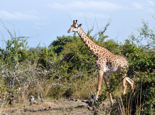 South Luangwa National Park was originally founded to protect the Thornicroft's giraffe, found only here