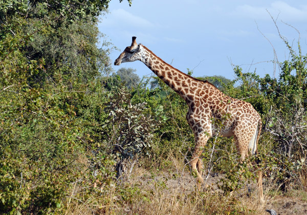 Thornicroft Giraffe or Rhodesian Giraffe  (Giraffa camelopardalis thornicrofti)