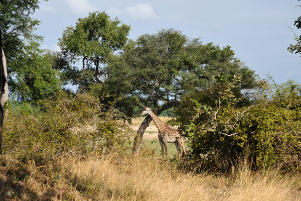 Thornicroft Giraffe, South Luangwa National Park