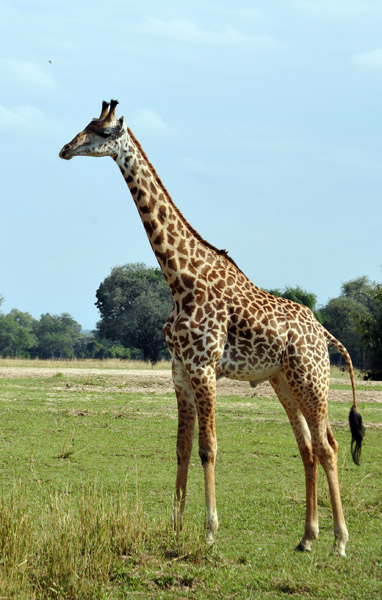 Thornicroft Giraffe, South Luangwa National Park