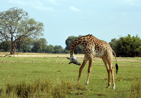 Thornicroft Giraffe, South Luangwa National Park