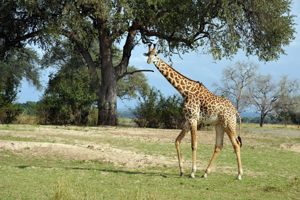 Thornicroft Giraffe, South Luangwa National Park