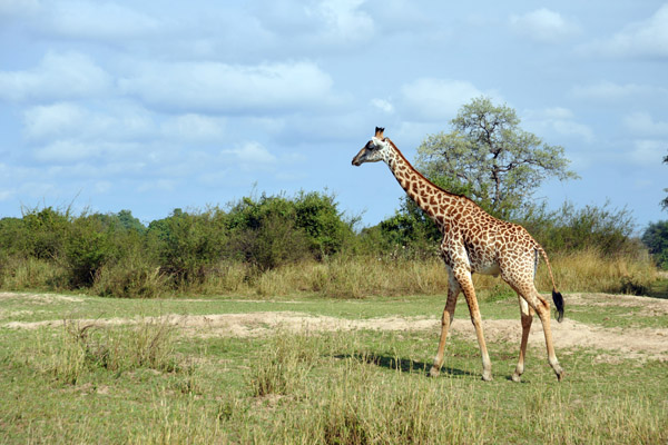 Thornicroft Giraffe, South Luangwa National Park