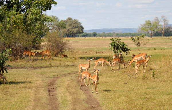 Impala, South Luangwa National Park
