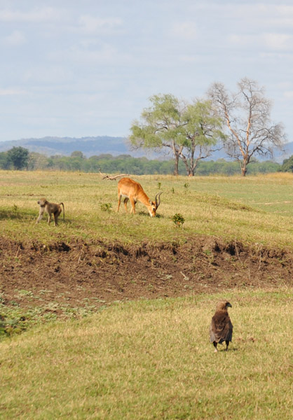 Zambia10 2389.jpg