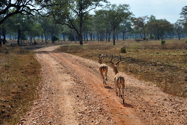 A pair of Impala running along the road