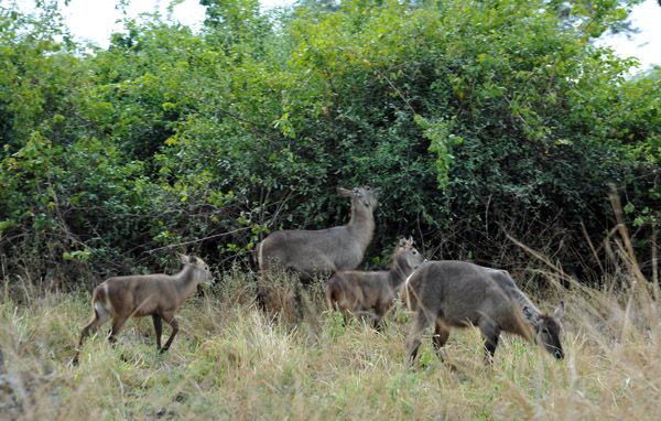 Waterbuck (Kobus ellipsiprymnus), South Luangwa National Park