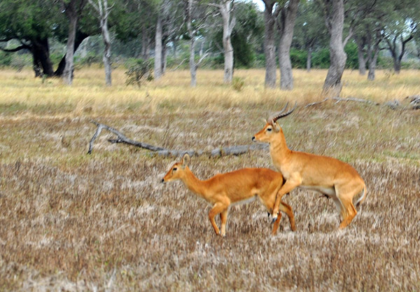 Frisky puku, South Luangwa National Park