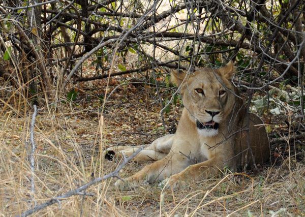 Lion resting under a bush, South Luangwa National Park