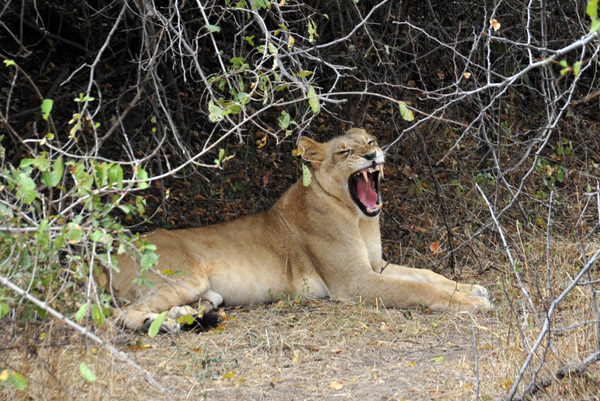 Lion yawn, South Luangwa National Park