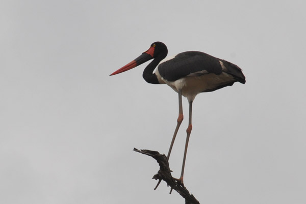 Saddle-billed Stork (Ephippiorhynchus senegalensis), South Luangwa