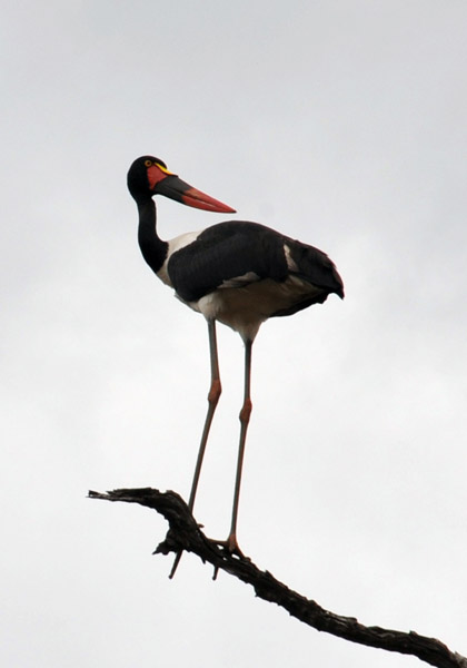Saddle-billed Stork on a branch