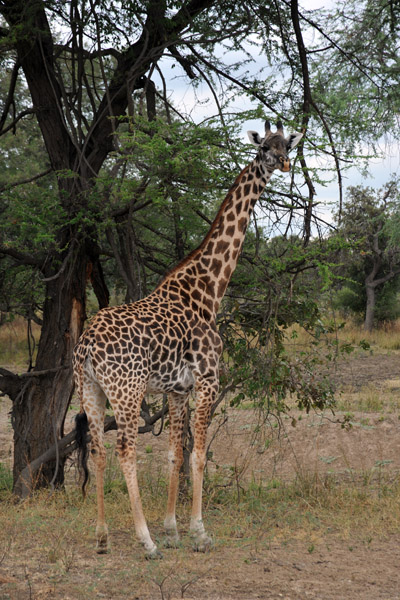 Giraffe, South Luangwa