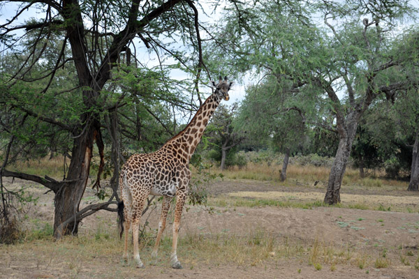 Giraffe, South Luangwa National Park
