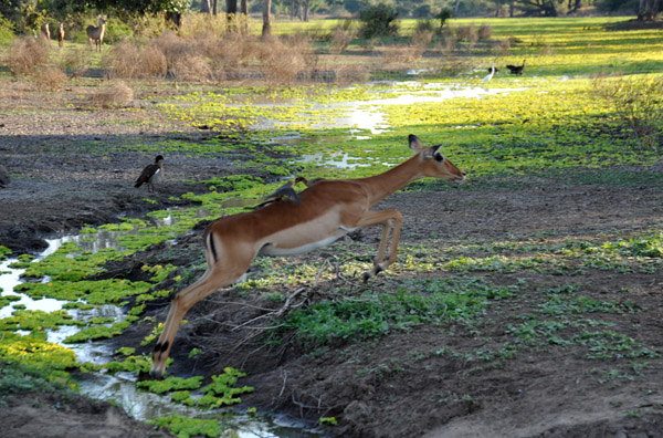 Impala jump high when crossing water to avoid crocodiles
