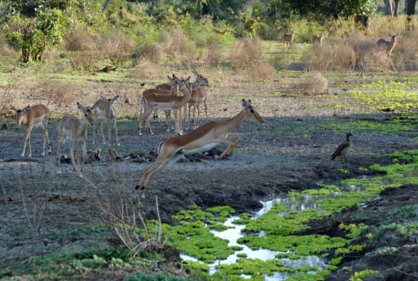 Impala jump high when crossing water to avoid crocodiles