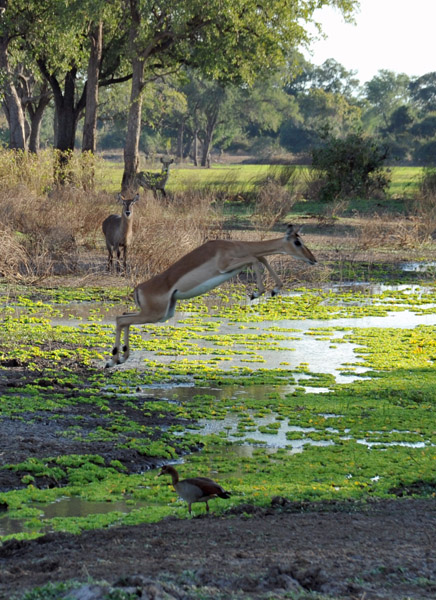 Impala jumping, South Luangwa