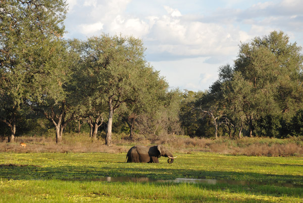 Elephant in an oxbow lake, South Luangwa National Park