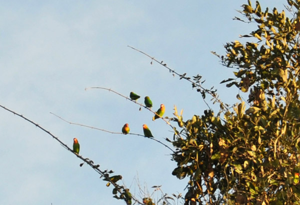 Lilian's Lovebirds (Agapornis lilianae), also known as Nyasa Lovebirds, South Luangwa, Zambia