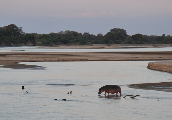 Hippo in the Luangwa River