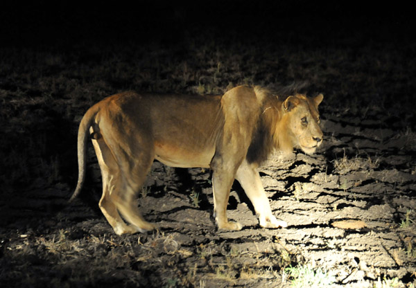 He really doesn't look big enough to be the master of a pride of 18 lionesses