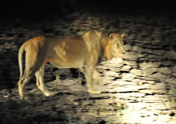 Male lion with a half-grown mane, South Luangwa National Park