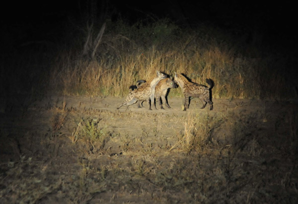 A group of three Spotted Hyena (Crocuta crocuta)