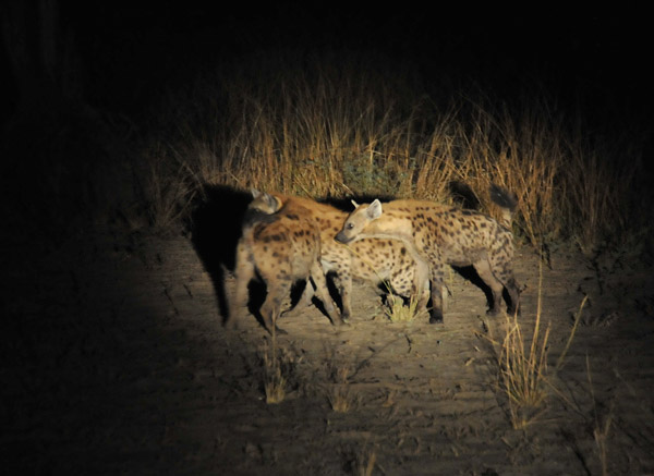 Spotted Hyena (Crocuta crocuta), South Luangwa National Park night drive