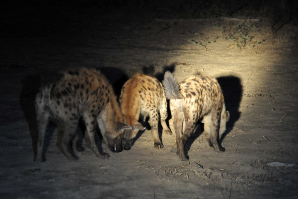 Spotted Hyena (Crocuta crocuta), South Luangwa National Park night drive