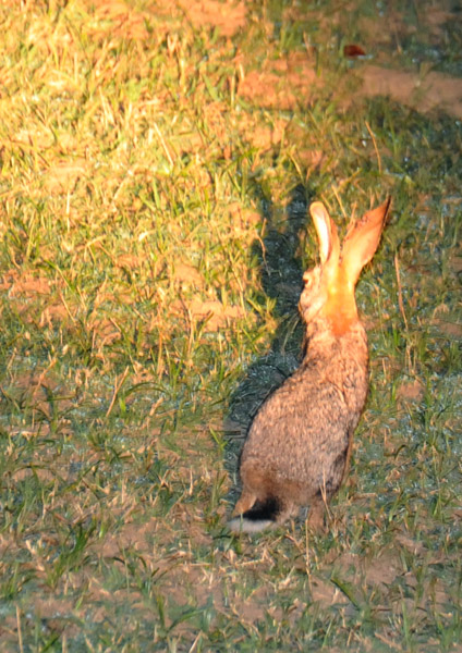 No leopard tonight but we got a Scrub Hare