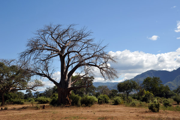 Baobab in the Chiawa Game Management Area near the Kayila Airstrip, Lower Zambezi