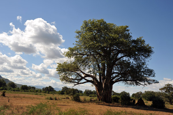 That's the most leaves I've ever seen on a baobab