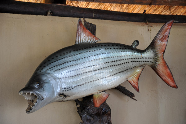 The Tigerfish (Hydrocynus vittatus) draws serious anglers to the Lower Zambezi