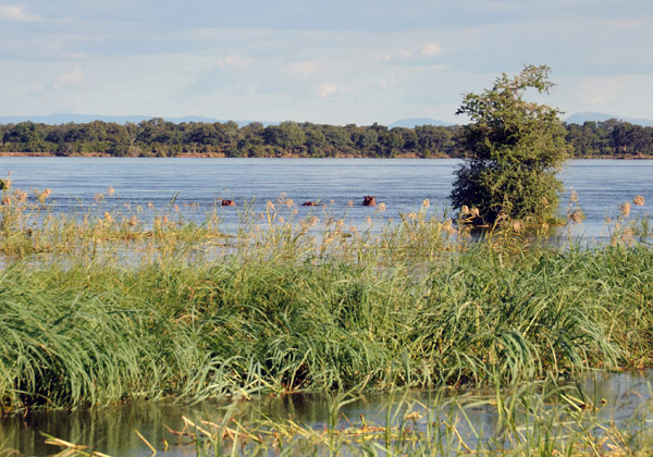 Zambezi River Cruise from Mvuu Lodge