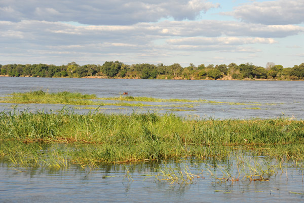 Hippo eyeing us