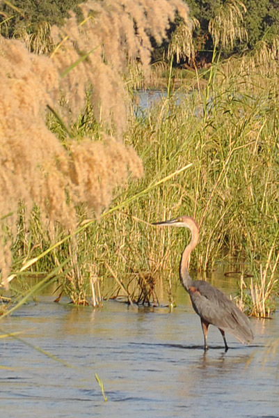 Goliath Heron (Ardea goliath), Zambezi River