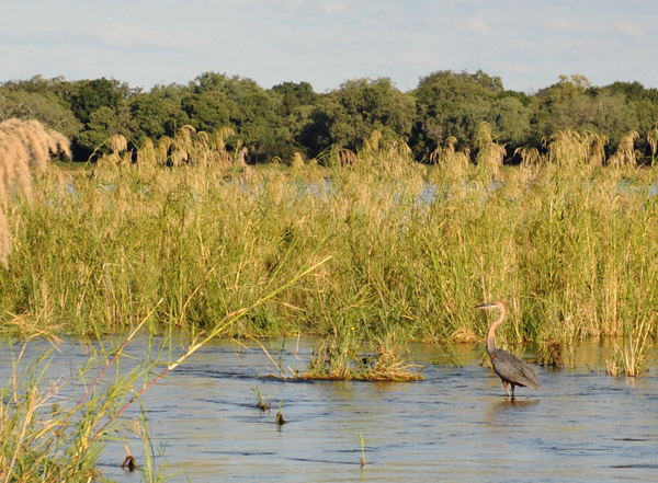 Goliath Heron (Ardea goliath), Mana Pools National Park, Zimbabwe